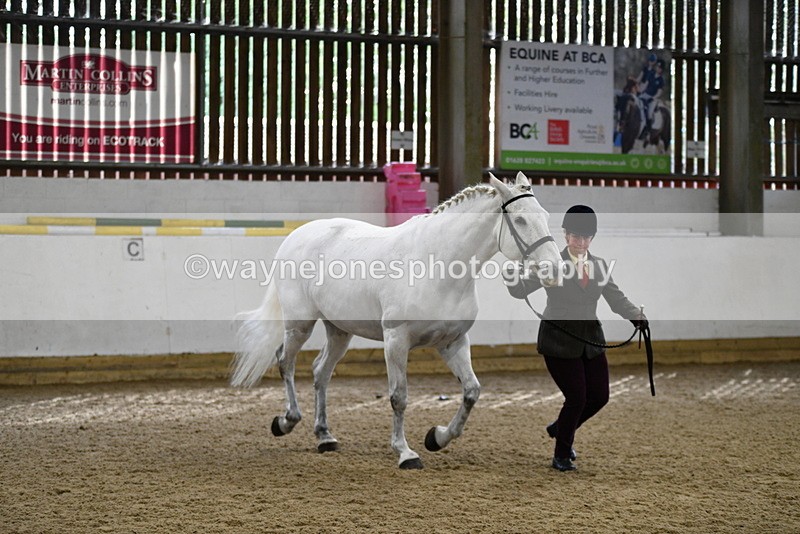 WJ5_4583 - Class 3 Part Bred In hand