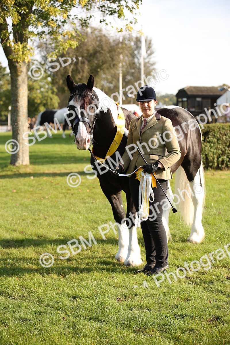 SBM_58785 - S51 - Piebald & Skewbald Horse In Hand