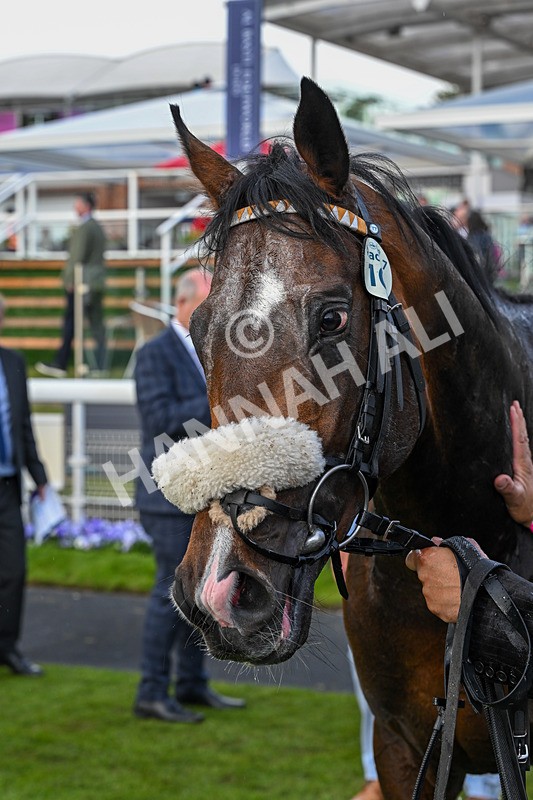 140526-Race 7-Arc Ole Ole-6271 - Race 7 5.15pm Frank Whittle Partnership Handicap