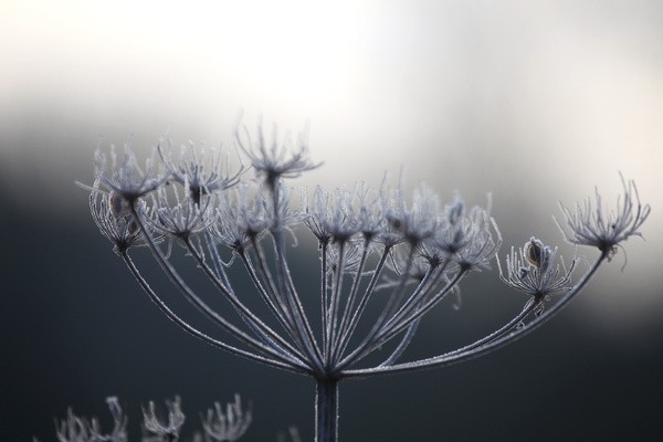 Winter Flowers FL067 - Wild Flowers,  plants & Fungus photography, Great Britain