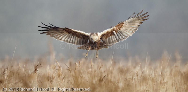 Marsh Harrier (Circus aeruginosus) female landing - Marsh Harrier (Circus aeruginosus)