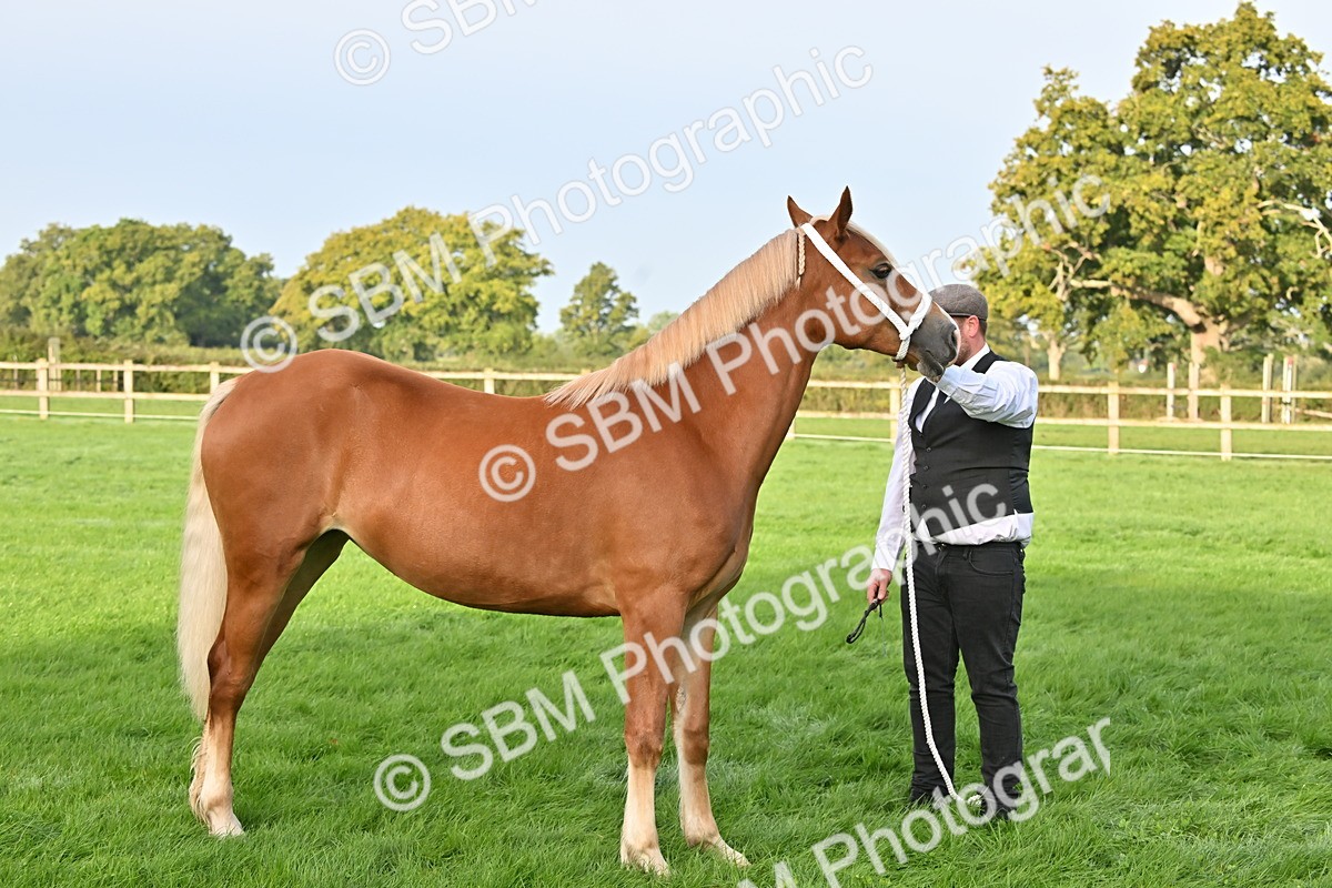 SBM_55360 - S44 - Youngstock In Hand