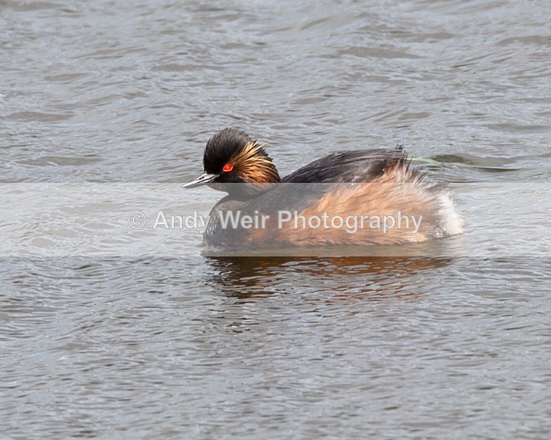 Black Necked Grebe Photograph