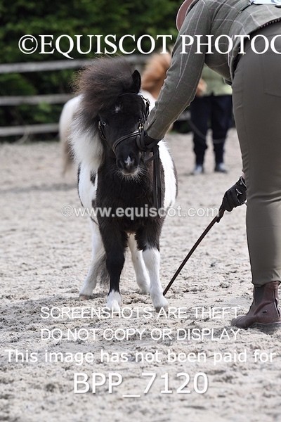 BPP_7120 - RING 1  (RIDDEN HORSES / IN HAND / VETERAN ETC)