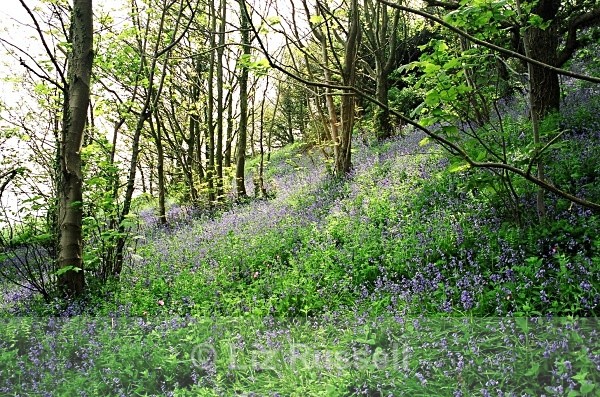 Bluebell carpet - Flora