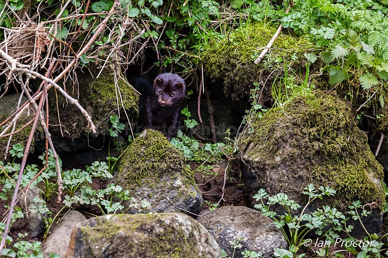 An American Mink in Ballymena! 1 - Nature