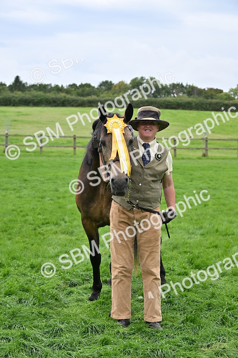 SBM_63338 - S49 - Mountain & Moorland In Hand Large Breeds