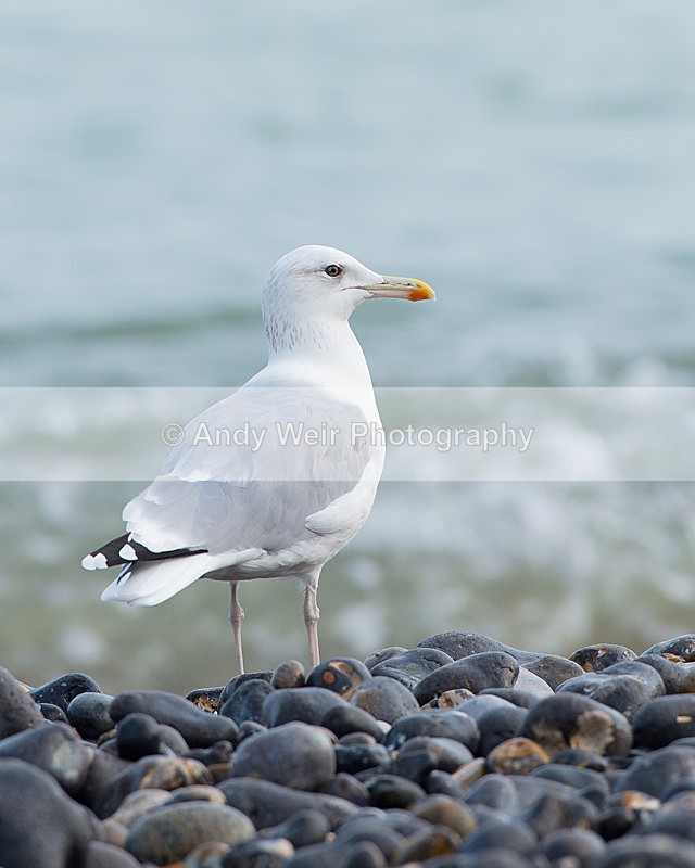 20140929-3K8A5844 - Caspian Gull