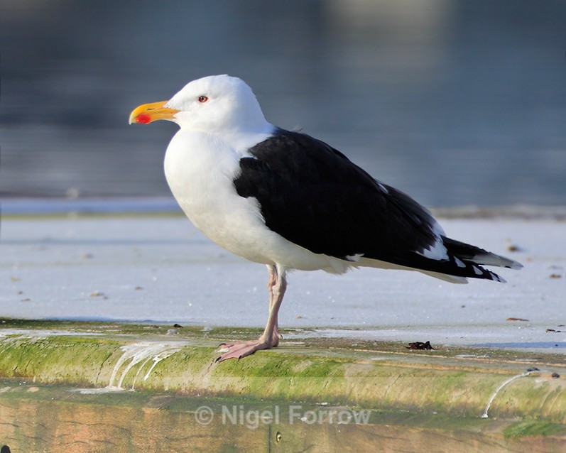 Great Black-backed Gull standing on a quay in Poole Harbour - Great Black-backed Gull