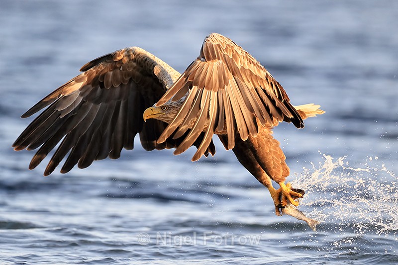 White-tailed Sea-Eagle, eye behind wing, grabs fish from water - White-tailed Sea-Eagle