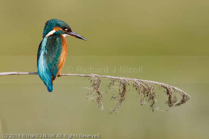 Kingfisher (Alcedo atthis) - Kingfisher