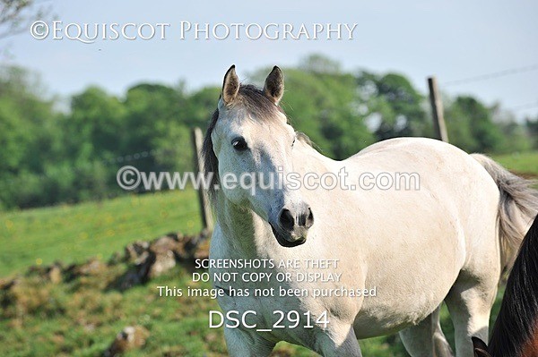 DSC_2914 - ARCHIVE REQUEST - Quincy and Guinness