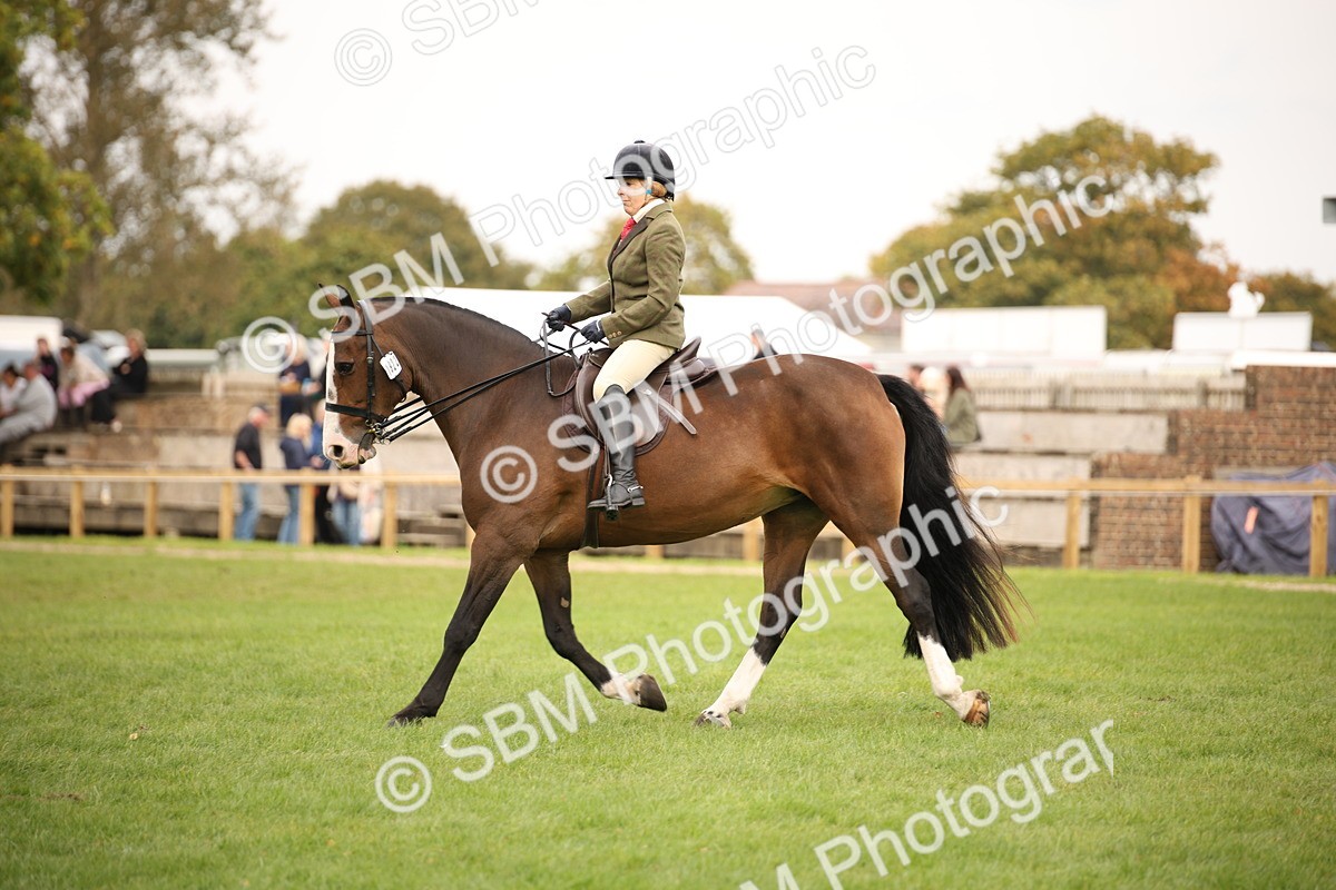 SBM_72379 - S67 - Show Cob Ridden
