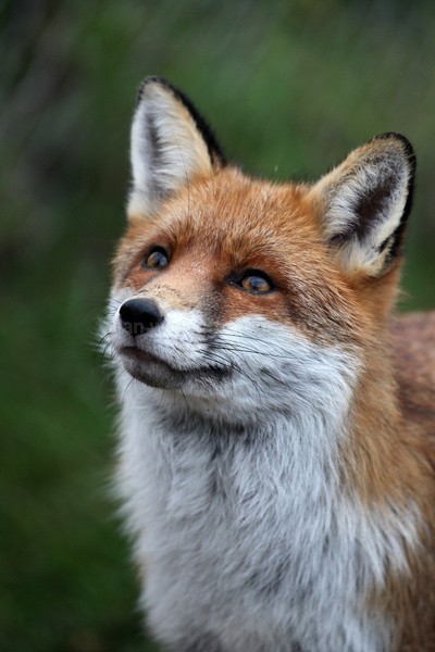  - Wildlife, Mammal Photography, Great Britain