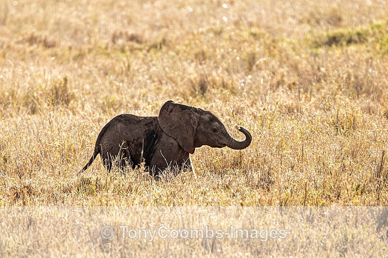 Young Elephant calf - Lewa ~ Other Mammals