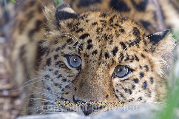 Amur Leopard - Sayan hiding behind rock (Colchester Zoo) - Amur Leopards