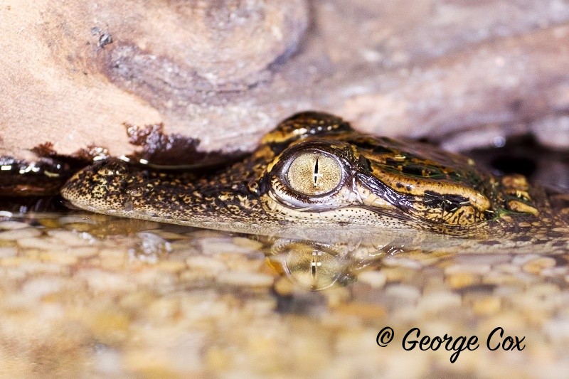 Baby crocodile