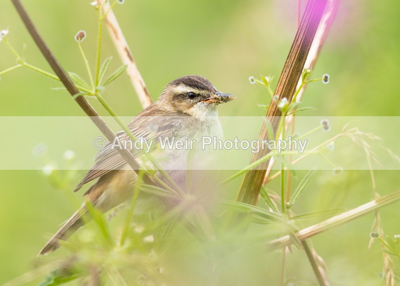 20160731-8E0A7374 - Sedge Warbler
