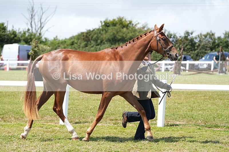 DSC06332 - Class 54: Hunter/Riding Horse/Hack 1 & 2 yr olds