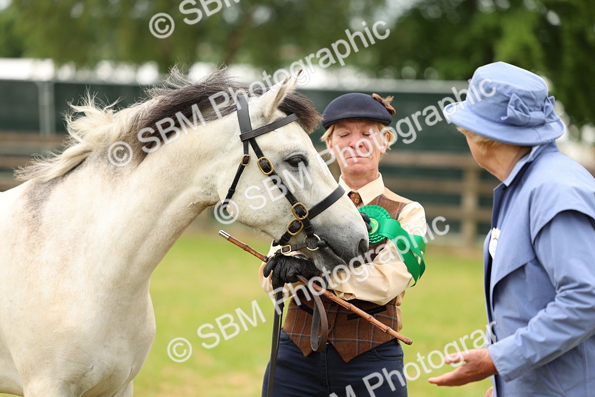 SBM_04098 - Class 64-67 - Shetland Pony In Hand