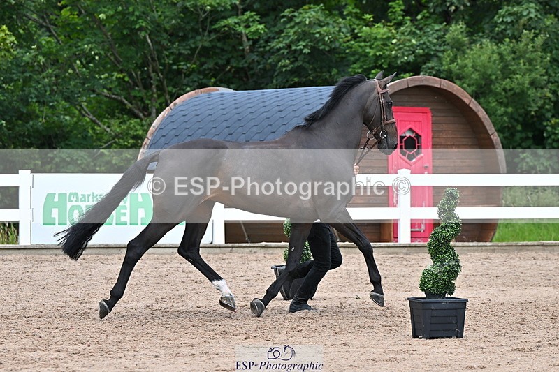 240718A-105322-01907 - Trot Up 2pm to 3pm - This folder is not in time order