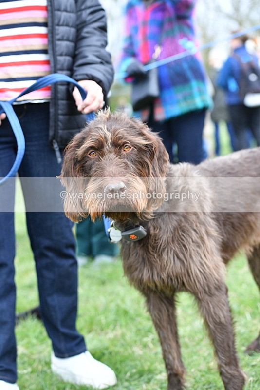 WJ5_9263 - Class 1 Best Cross Breed / Heniz 57