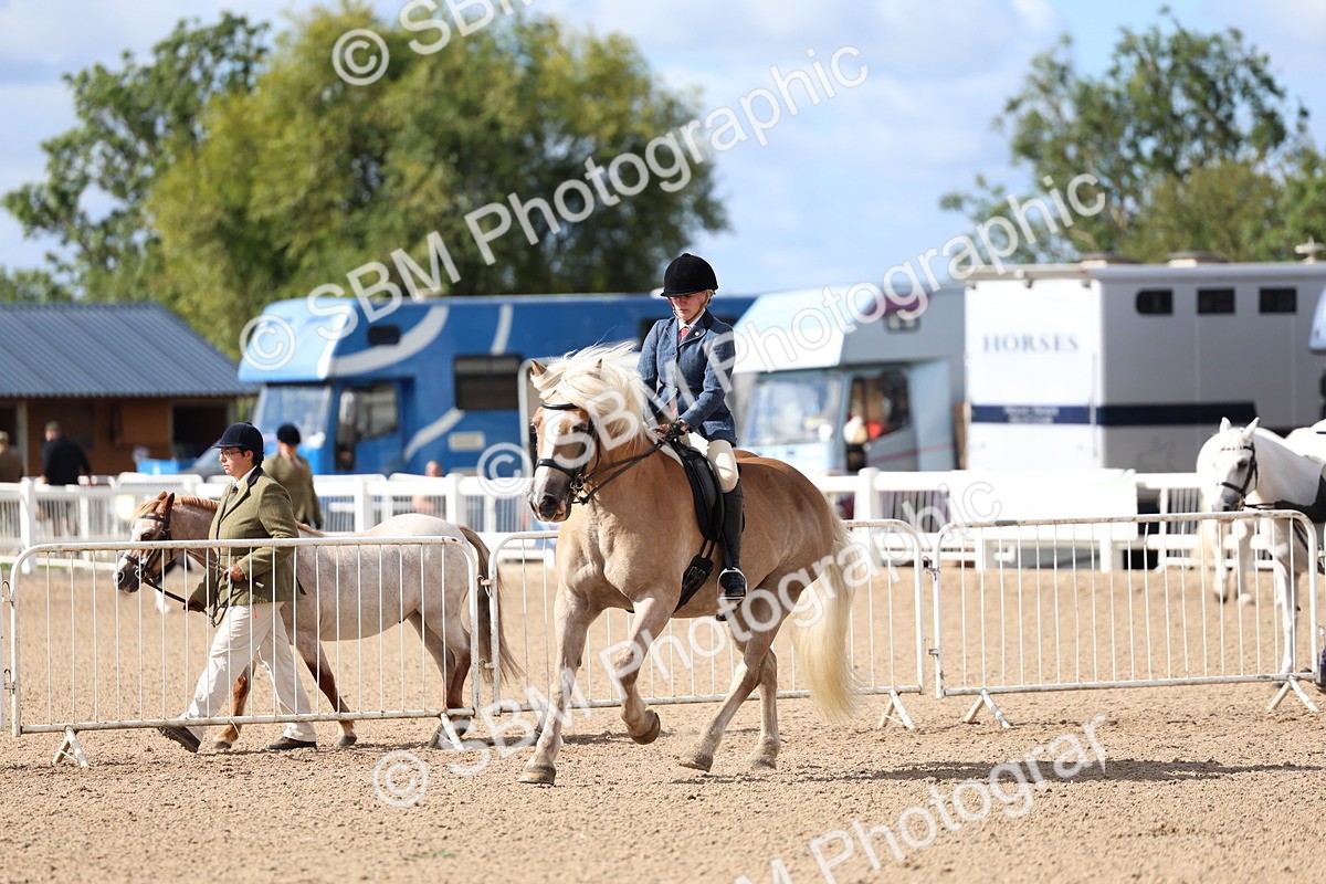 SBM_10788 - Class 305 - Ridden Foreign Breeds - Pure Bred