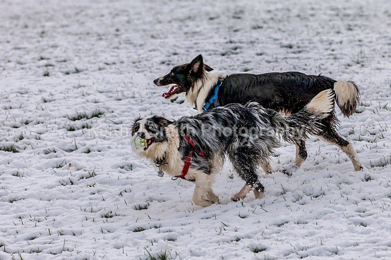 2SKJ4800 - Dogs in Abington Park