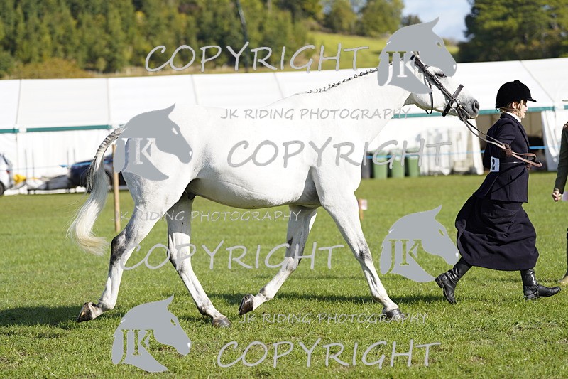 _DSC9543 - Class 8 & 17 Ridden Hunter & Ridden Hunter Pony