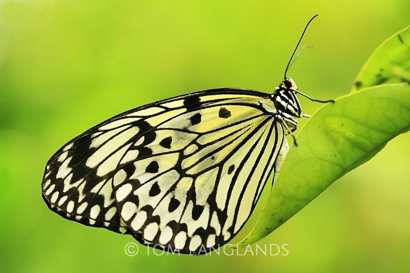 Tree Nymph - Macro