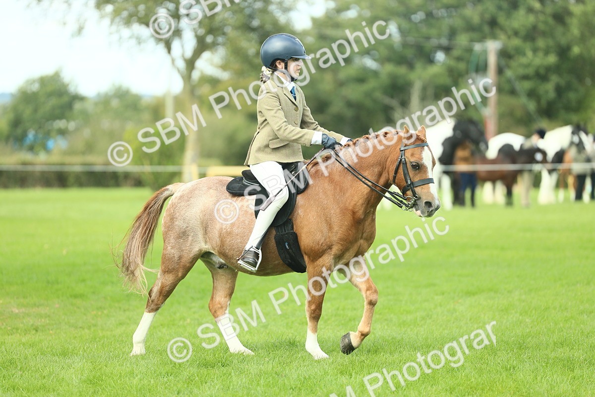 SBM_44661 - S31 - Working Hunter Pony