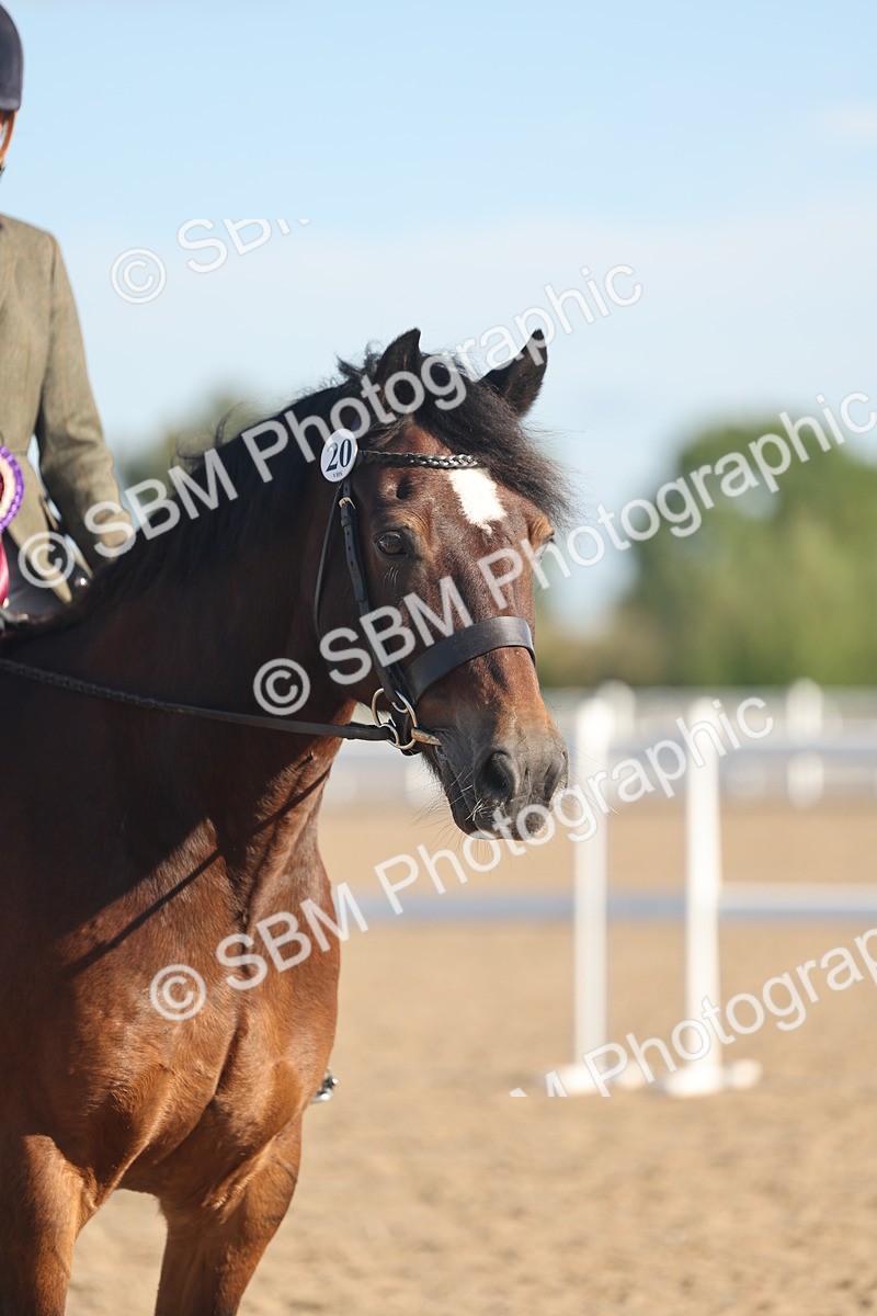 SBM_11142 - Class 302 - Ridden M&M Large Breeds