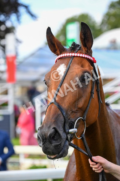 280723-Race 1-Tele Red-0129 - Race 1 5.00pm Pearly Cow Handicap