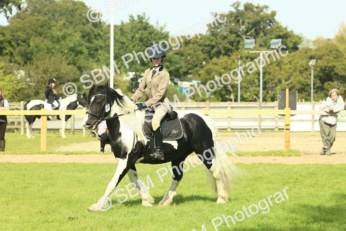 SBM_66667 - S34 - Rehabilitated Rescue Horse & Pony In Hand & Ridden