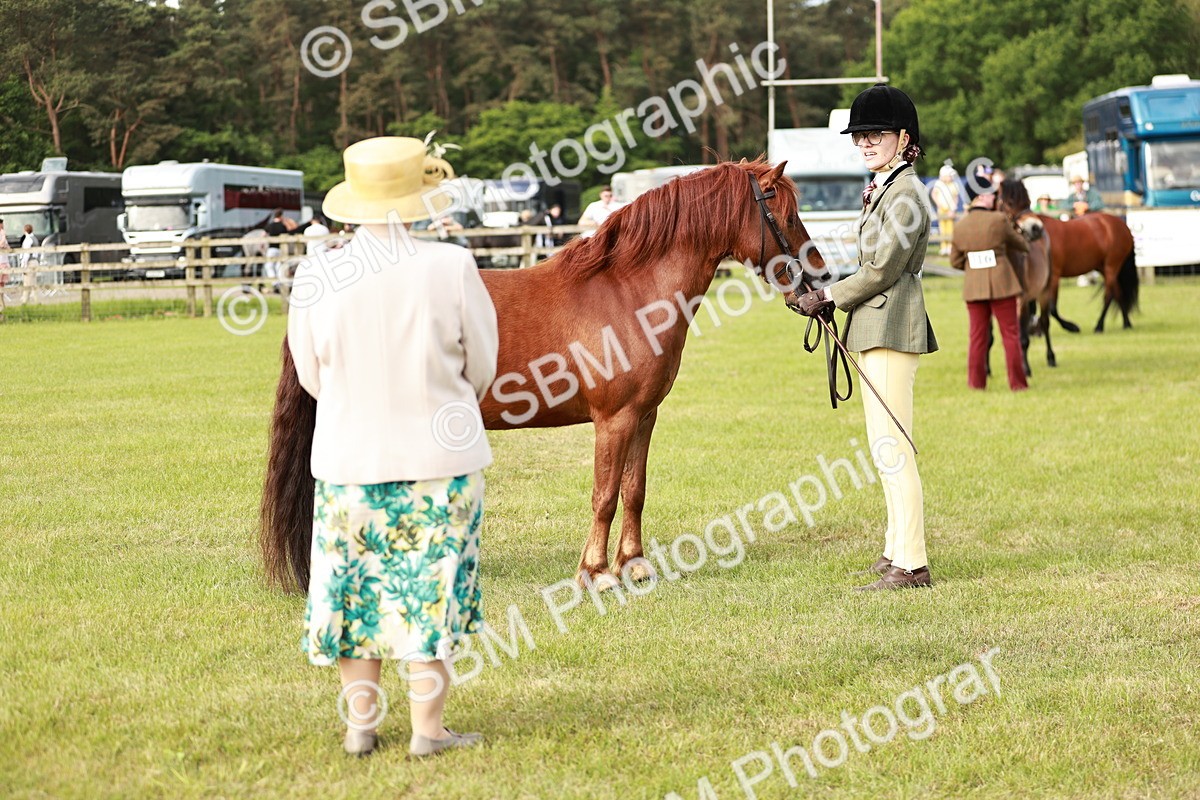 SBM_00485 - Class 14-23 - Mountain & Moorland In Hand Non Welsh