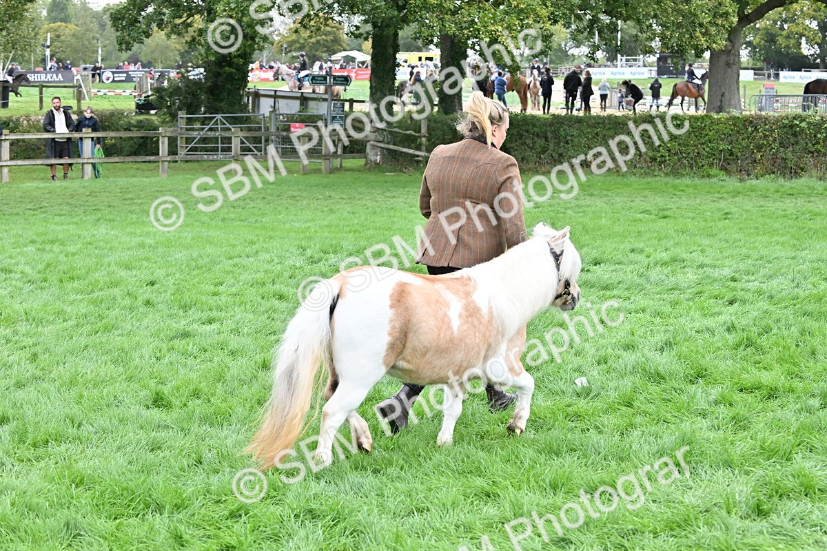 SBM_56963 - S45 - Coloured Pony In Hand
