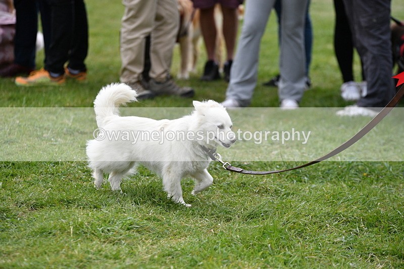 WJ5_9417 - Class 1 Best Cross Breed / Heniz 57