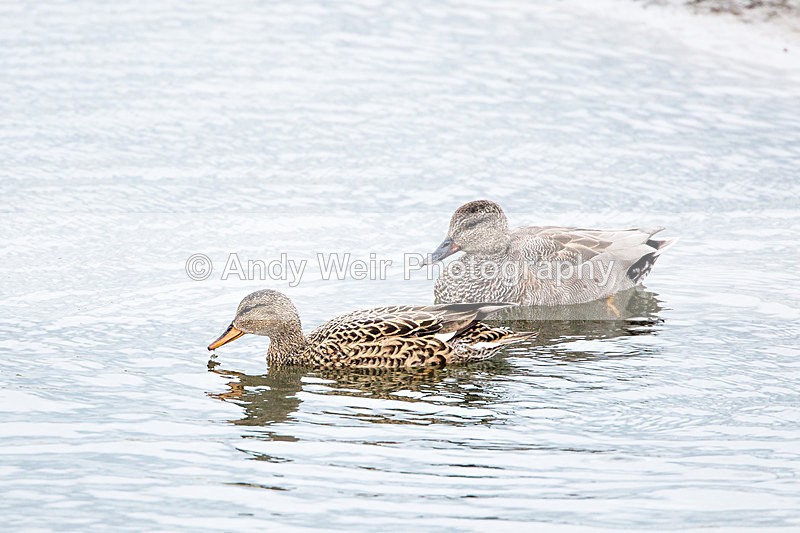 20140417-3K8A0183 - Gadwall