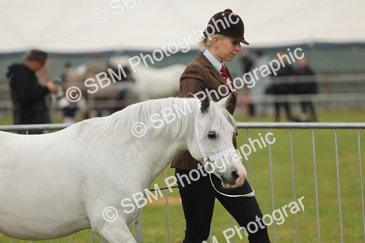 SBM_01437 - Class 50-57 - M&M Welsh Pony In Hand