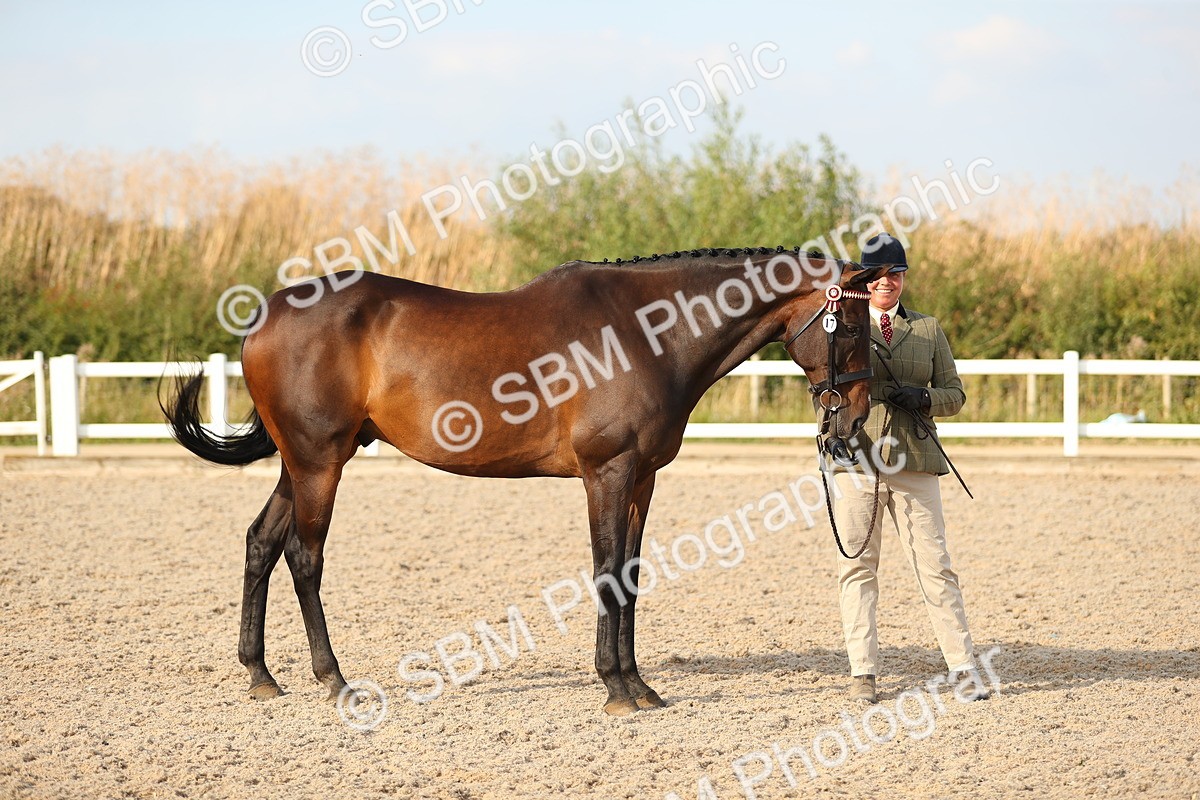 SBM_08659 - Class 28 - IH Veteran Horse