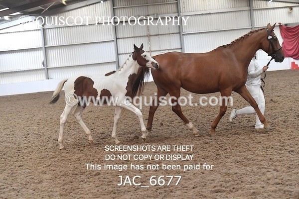 JAC_6677 - 15 Ziggy of Westoak