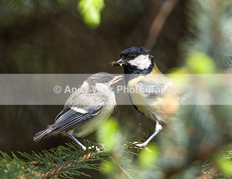 20130525-_MG_3486 - Great Tit