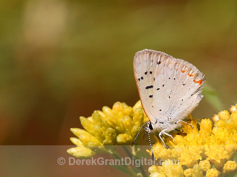 Bog Copper Lycaena epixanthe - Butterflies & Moths of Atlantic Canada