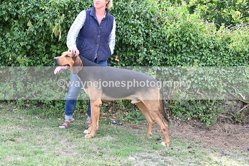 WJ6_3286 - Berks & Bucks - The Old farmhouse - Hound Exercise 20-08-25