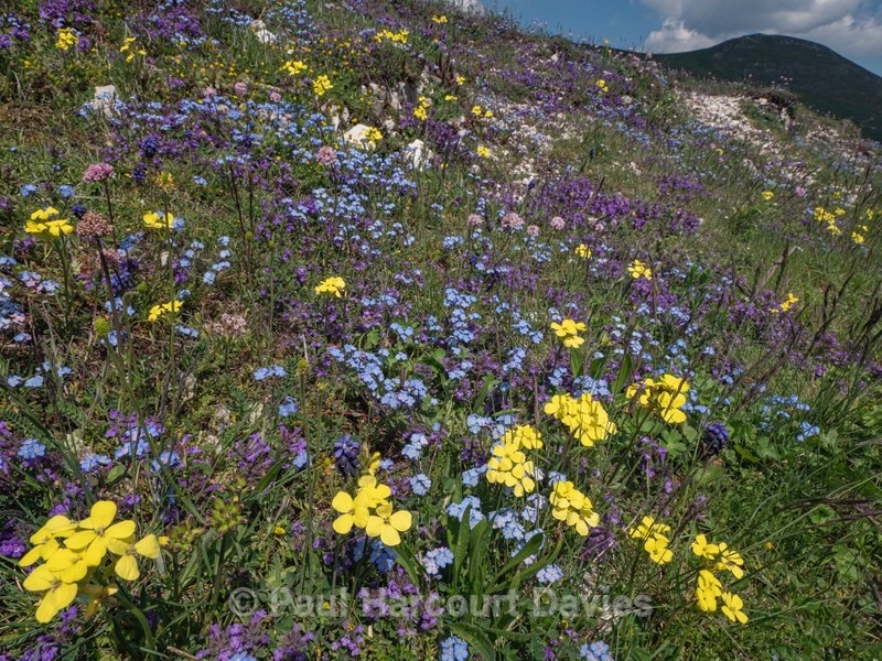 Yellow Apennine wallflower (Erysimum pseudorhaeticum) Basil thyme (Acinos arvensis) purple with bright blue Apennine forget-me-not (Myosotis alpina var ambigens) - Flowers in the Landscape - 1