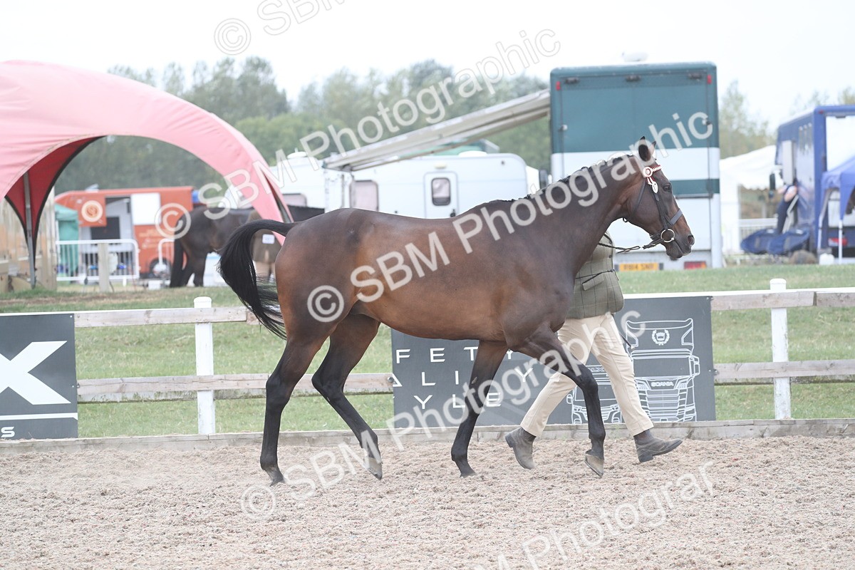 SBM_17891 - Class 317 IH Pure bred Horse/Pony