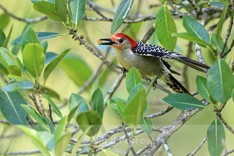 Red-bellied Woodpecker (male) feeding, Corkscrew Swamp, Florida - Red-bellied Woodpecker