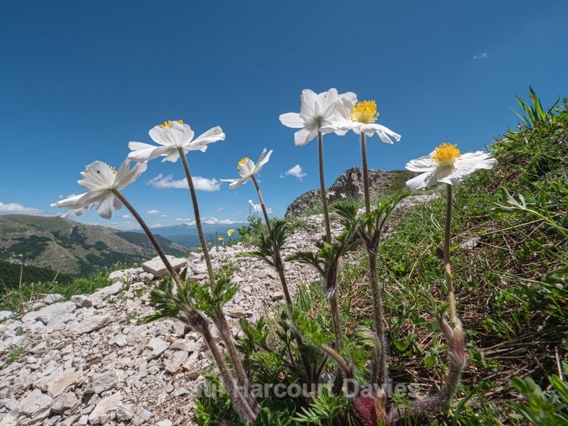Alpine Pasque flower (Pulsatilla alpina subsp millefoliata) - Plants in the Landscape