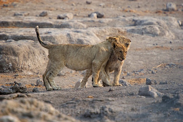  - African Journey