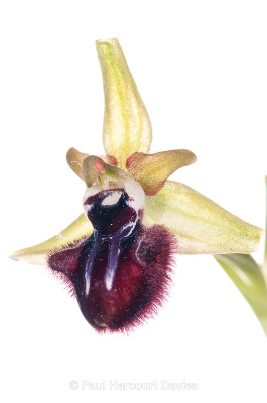  - WB: Orchids - Ophrys